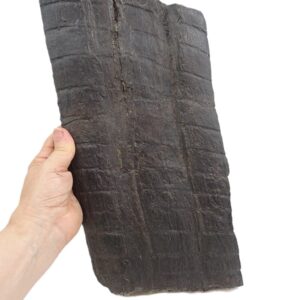 Calamites cisti