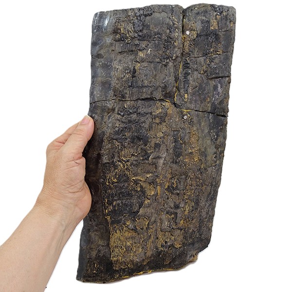 Calamites cisti - Imagen 2