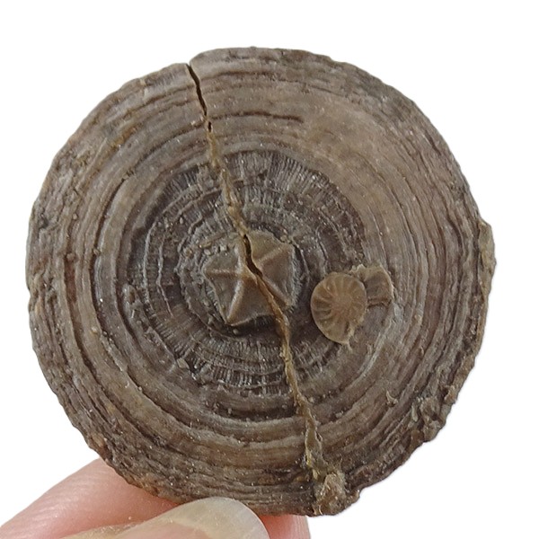Cycloseris barcelonensis, Asterocyclina stellata stellata y Operculina sp. - Imagen 2