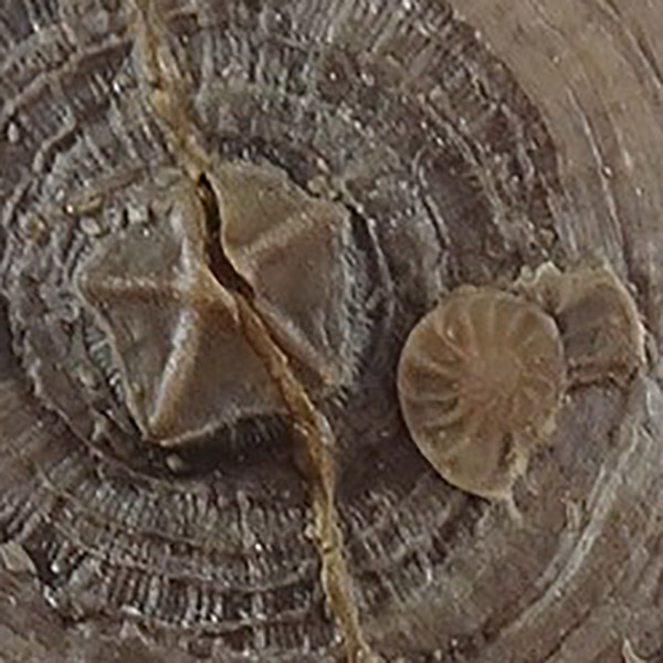 Cycloseris barcelonensis, Asterocyclina stellata stellata y Operculina sp.