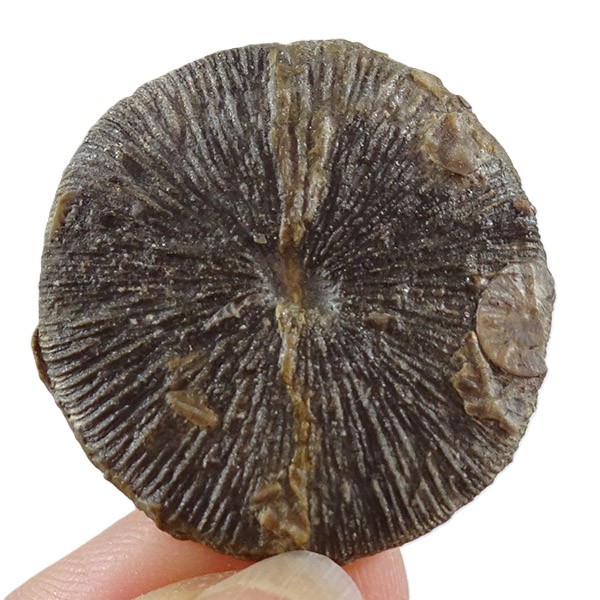 Cycloseris barcelonensis, Asterocyclina stellata stellata y Operculina sp. - Imagen 3