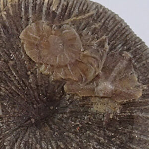 Cycloseris barcelonensis, Asterocyclina stellata stellata y Operculina sp.