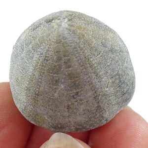 Galerites vulgaris