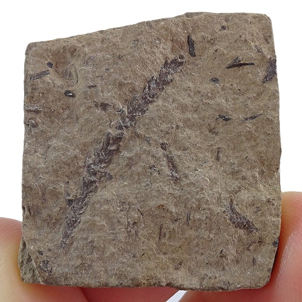Lebachia lockardii VENDIDO - Imagen 2