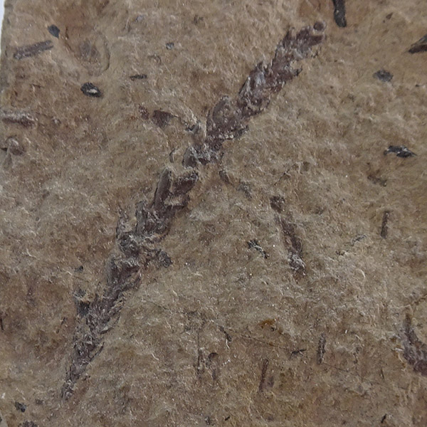 Lebachia lockardii VENDIDO