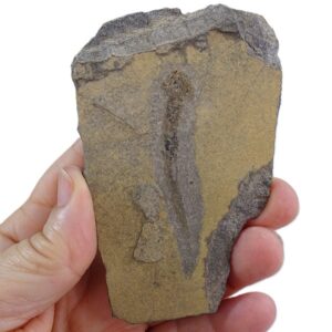 Apateon pedestris