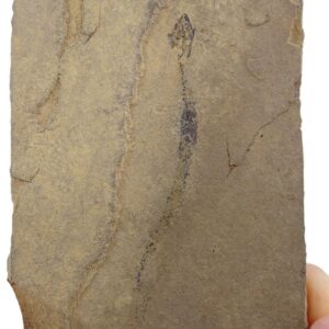 Apateon pedestris