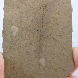 Apateon pedestris