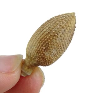 Radiola de Balanocidaris glandifera