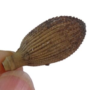 Radiola de Balanocidaris glandifera