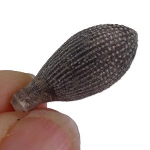 Radiola de Balanocidaris glandifera
