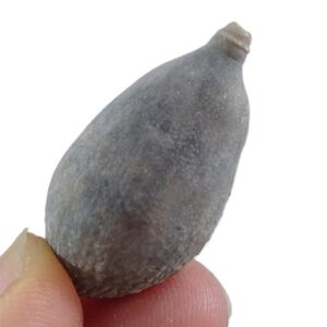 Radiola de Pseudocidaris mammosa