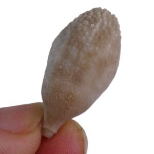 Radiola de Pseudocidaris mammosa