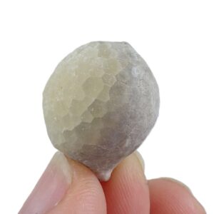 Echinosphaerites aurantium