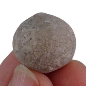 Echinosphaerites aurantium