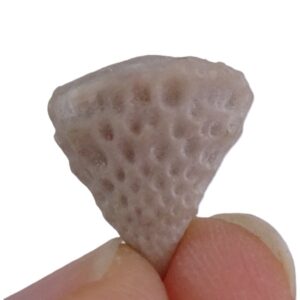 Bolboporites sp.