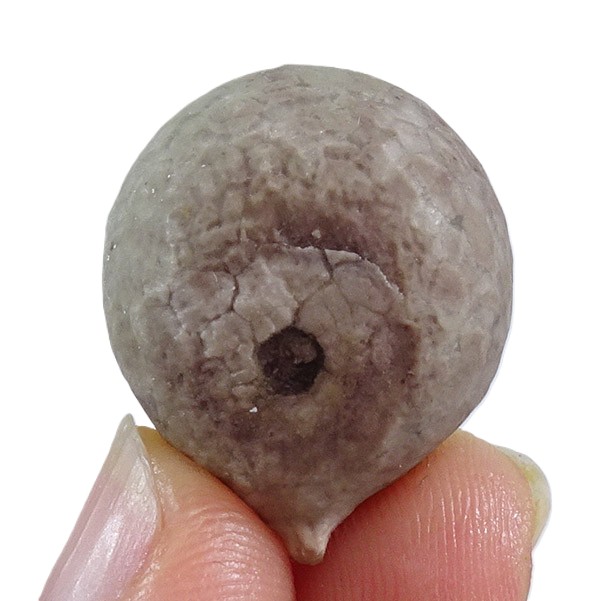 Echinosphaerites aurantium