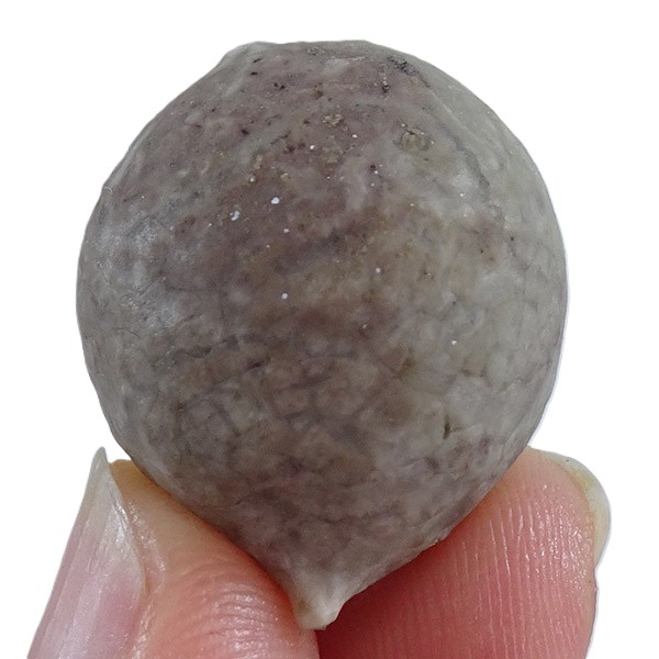 Echinosphaerites aurantium - Imagen 2