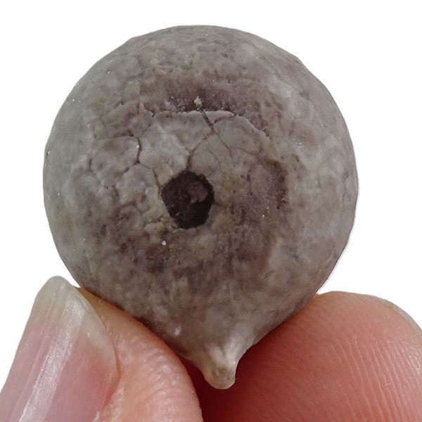 Echinosphaerites aurantium - Imagen 4