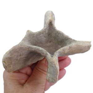 Guettardia cf. stellata