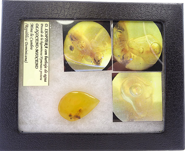 O. Isoptera - Imagen 4