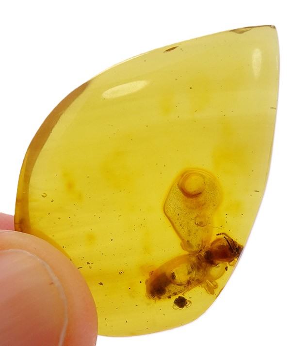 O. Isoptera - Imagen 2
