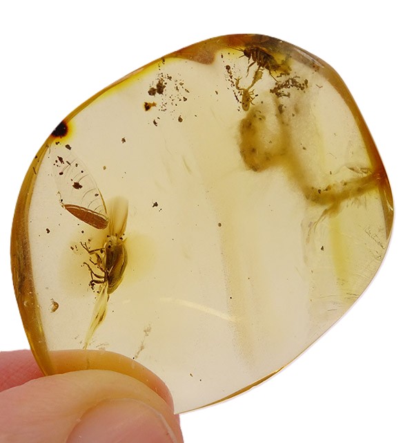 O. Pseudoscorpiones y nido, O. Coleoptera y O. Dictyoptera - Imagen 5