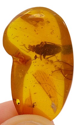 O. Coleoptera y nido de araña - Imagen 2