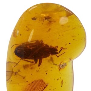 O. Coleoptera y nido de araña