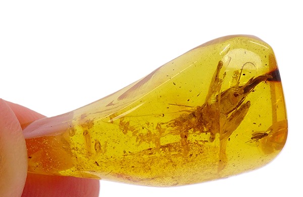 O. Orthoptera - Imagen 3