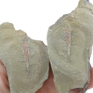 Destombesiceras zagorense