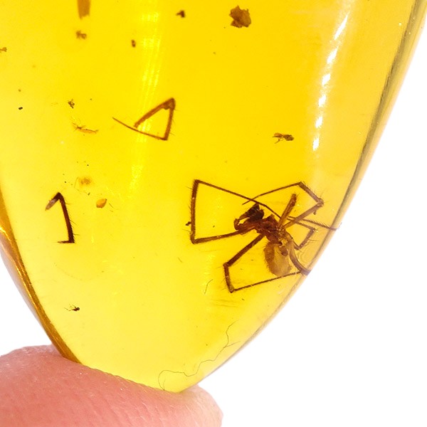 O. Araneae