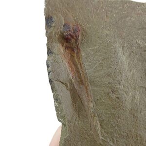 Destombesiceras zagorense