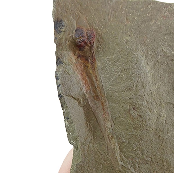 Destombesiceras zagorense