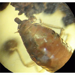 O. Isoptera (copia)