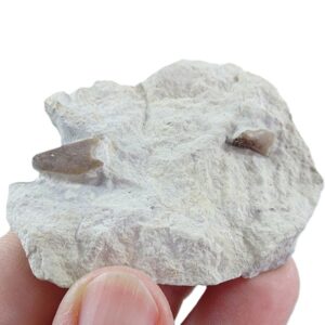 Lamellaptychus cf. angulocostatus