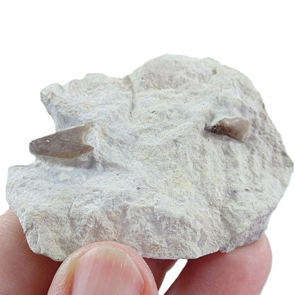 Lamellaptychus cf. angulocostatus