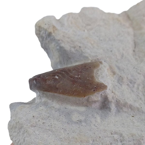 Lamellaptychus cf. angulocostatus - 画像 (2)