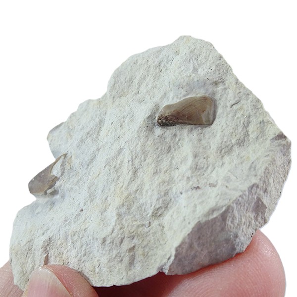 Lamellaptychus cf. angulocostatus - 画像 (3)