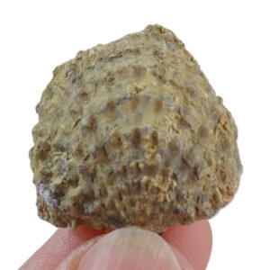 Spinatrypa curvirostra