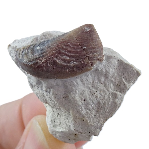 Lamellaptychus cf. angulocostatus
