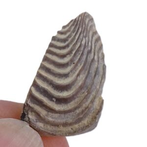 Lamellaptychus cf. bermudensis VENDIDO
