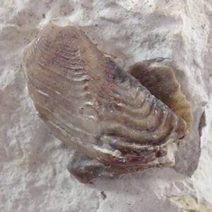 Lamellaptychus cf. seranonis