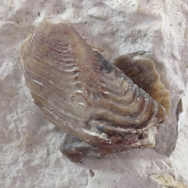 Lamellaptychus cf. seranonis