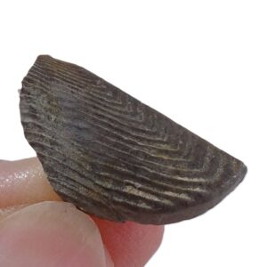 Lamellaptychus cf. angulocostatus VENDIDO