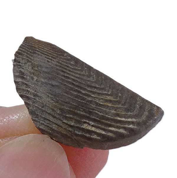 Lamellaptychus cf. angulocostatus VENDIDO