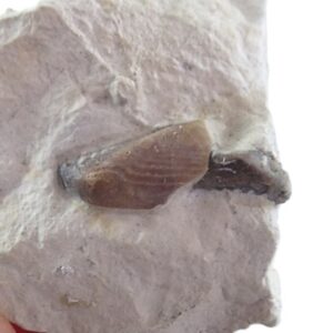 Lamellaptychus symphysocostatus