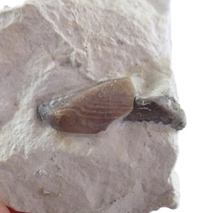 Lamellaptychus symphysocostatus