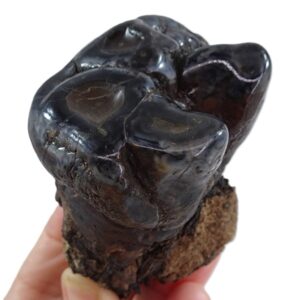 Gomphoterium angustidens