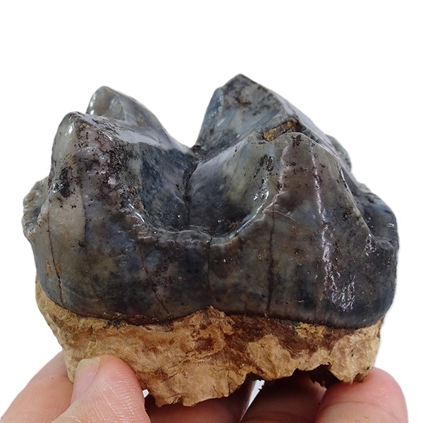Deinotherium levius - Imagen 2